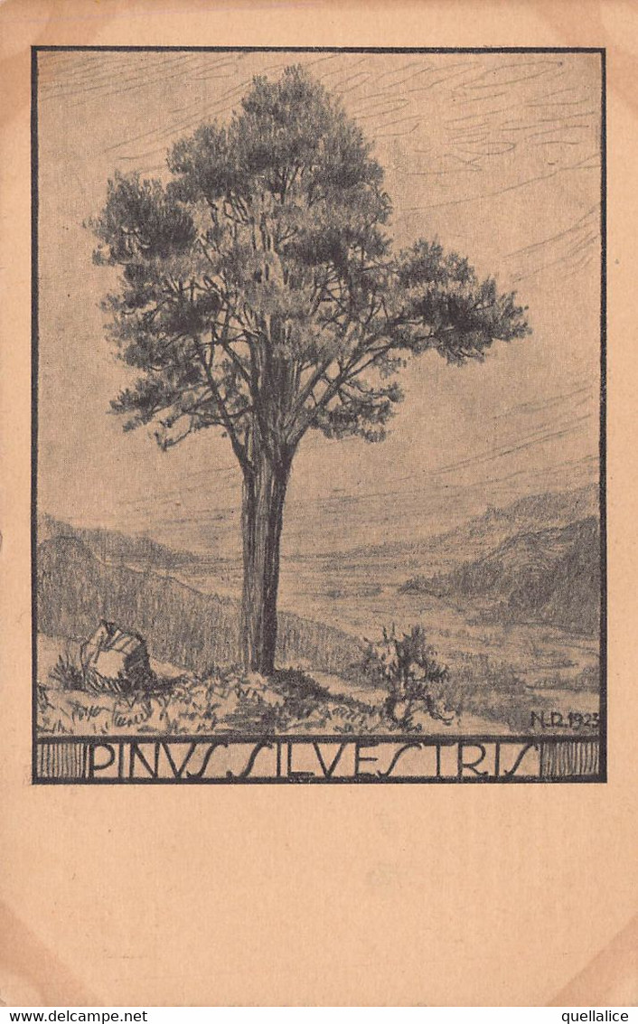 03467 "PIANTA PINUS SILVESTRIS - N.R. 1923 - 2701 - PINO SI SCOZIA"  PAESAGGIO. CART NON SPED - Alberi