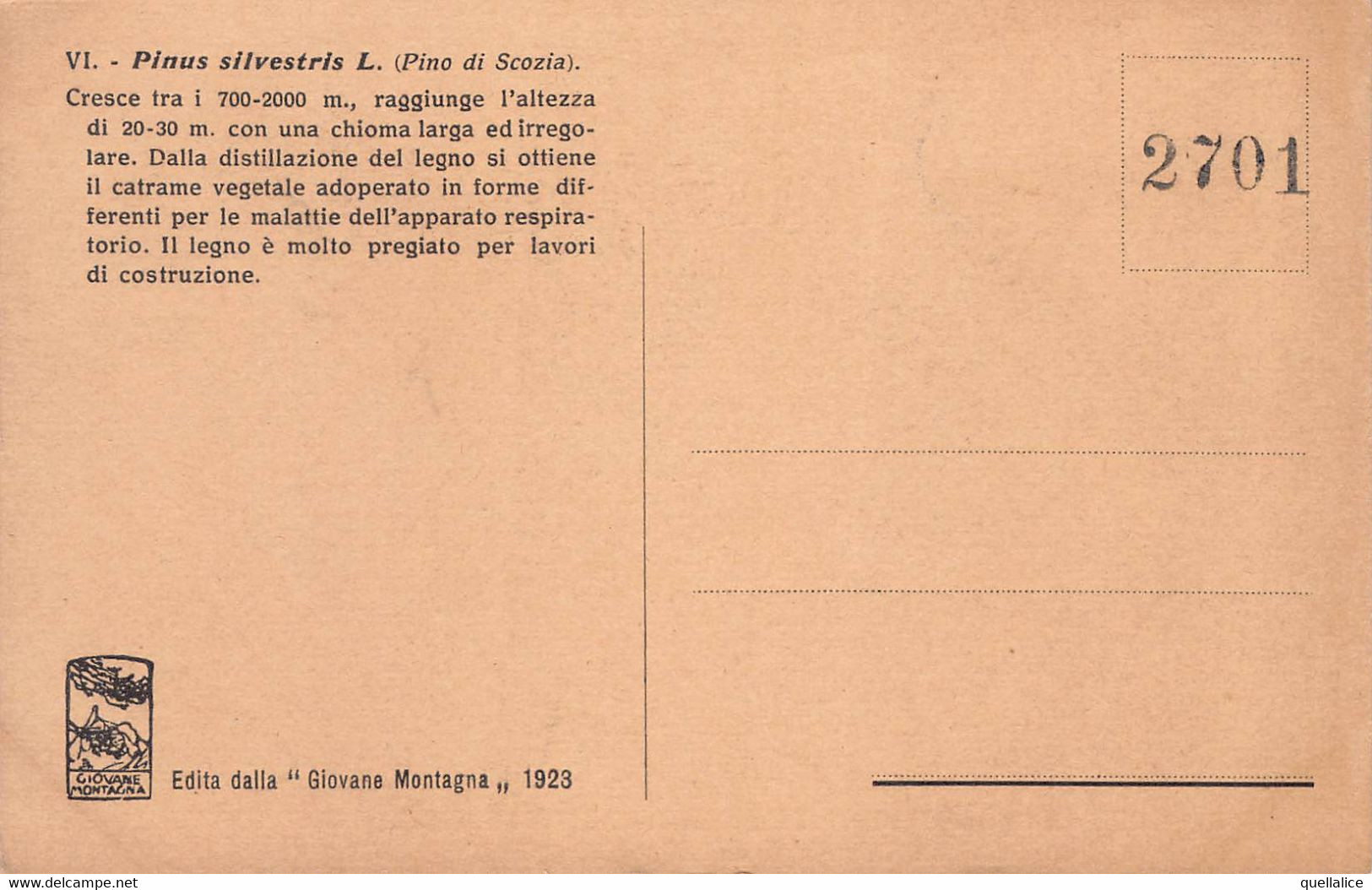 03467 "PIANTA PINUS SILVESTRIS - N.R. 1923 - 2701 - PINO SI SCOZIA"  PAESAGGIO. CART NON SPED - Arbres