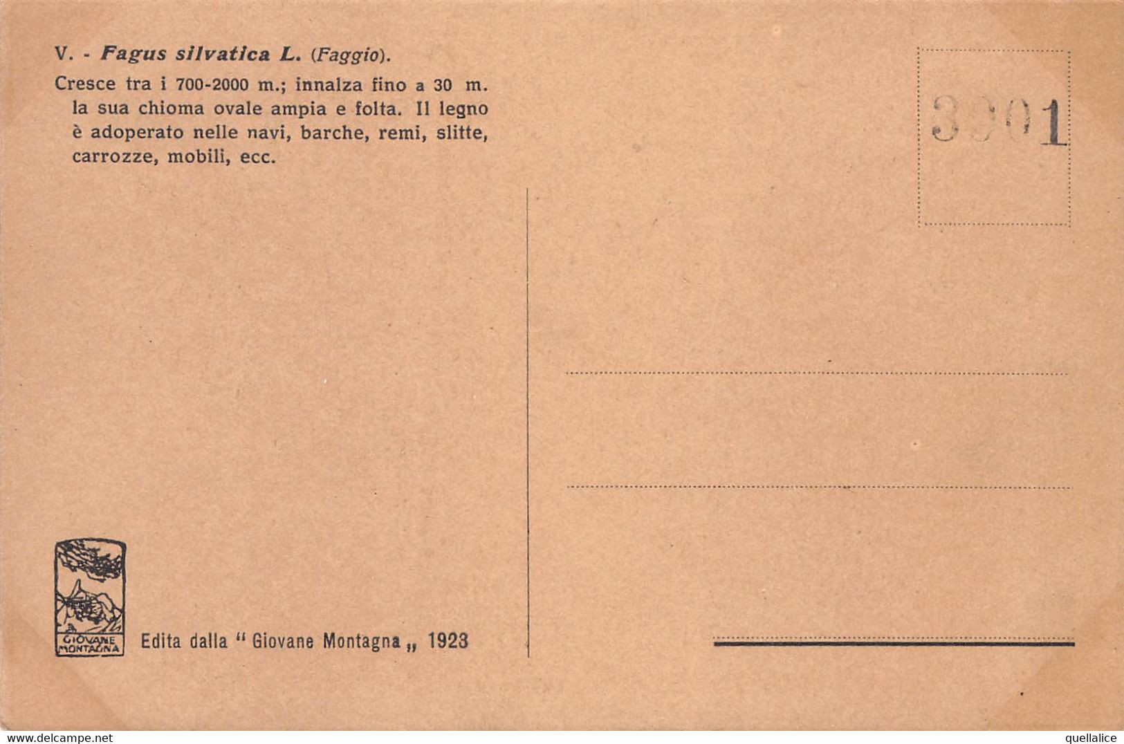 03468 "PIANTA FAGUS SILVATICA - N.R. 1923 - 3001 - FAGGIO"  PAESAGGIO. CART NON SPED - Alberi