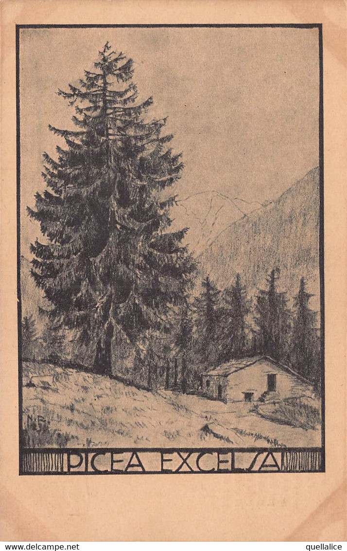 03469 "PIANTA PICEA EXCELSA - N.R. 1923 - 3001 - ABETE ROSSO"  PAESAGGIO. CART NON SPED - Alberi