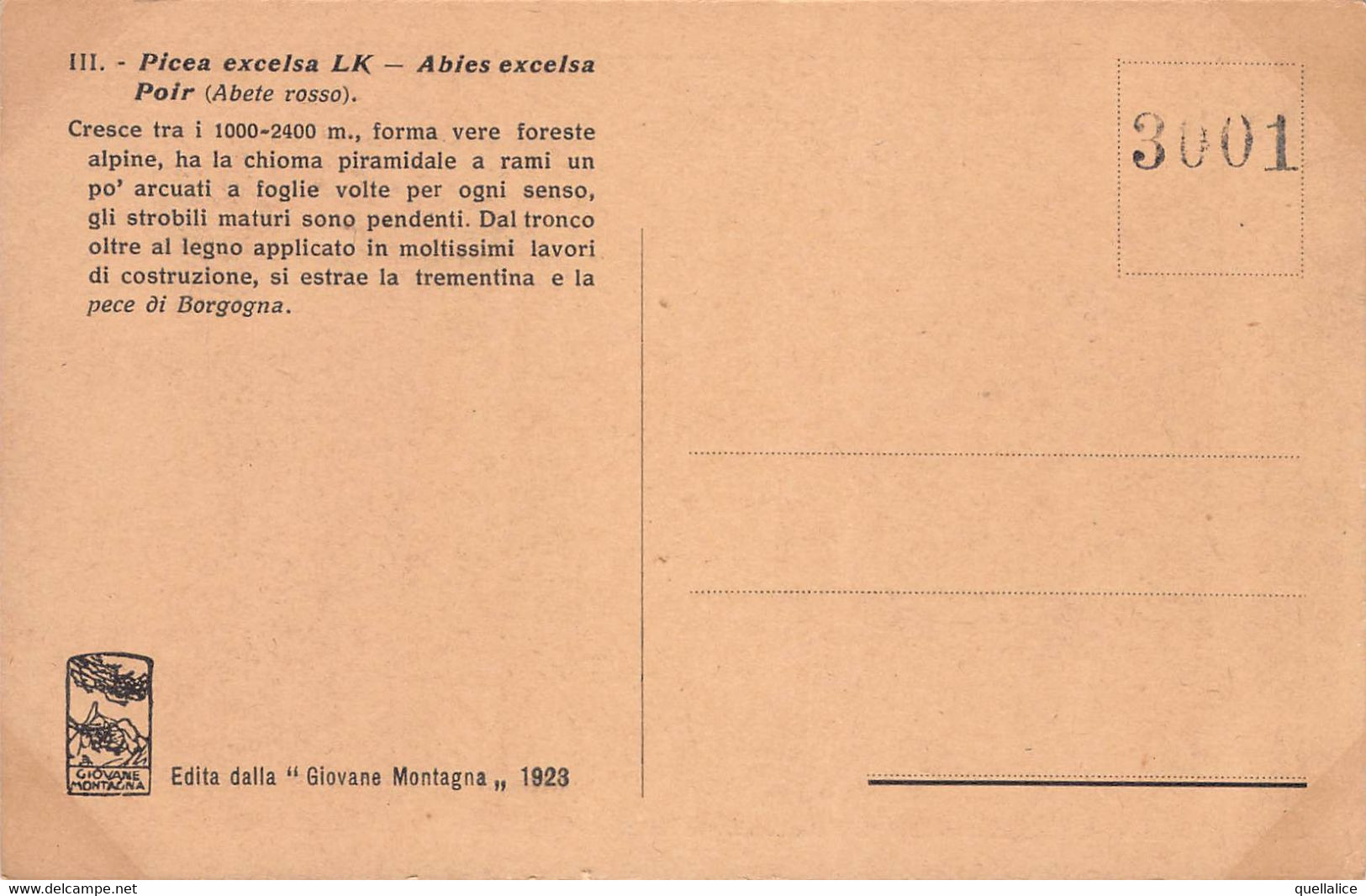 03469 "PIANTA PICEA EXCELSA - N.R. 1923 - 3001 - ABETE ROSSO"  PAESAGGIO. CART NON SPED - Alberi