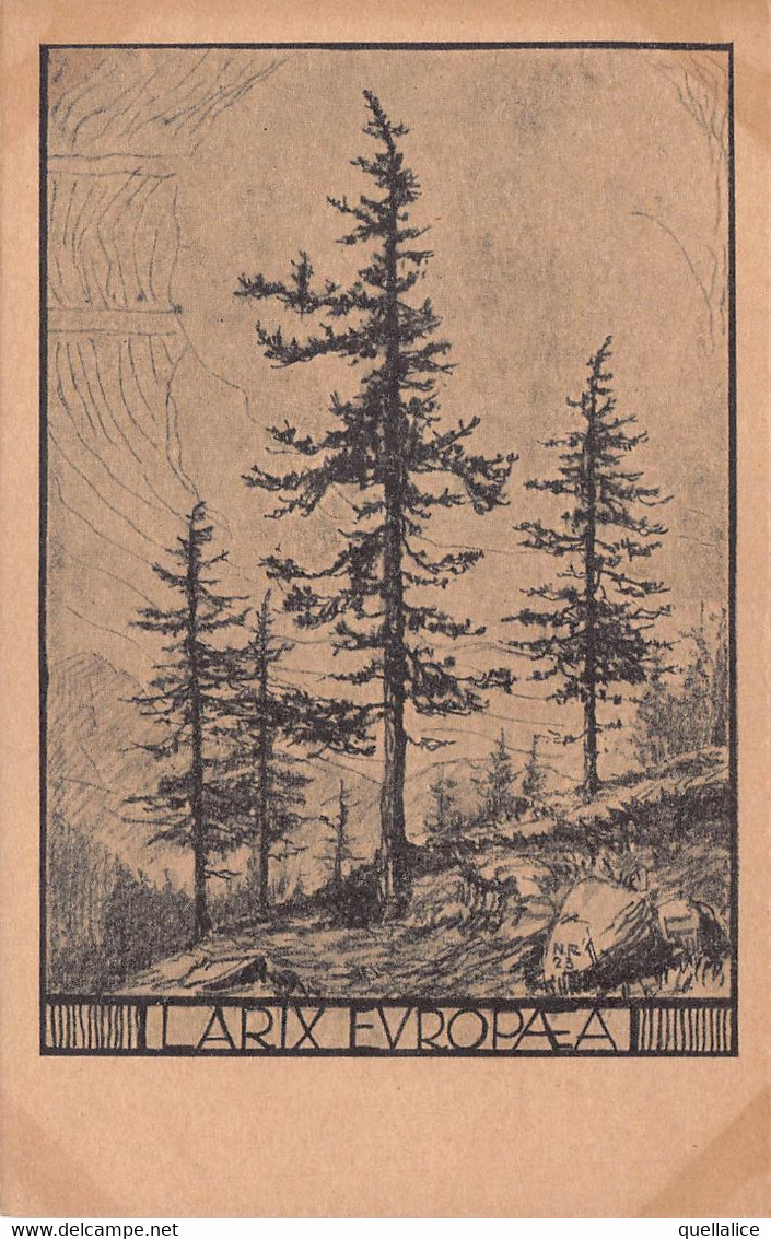 03470 "PIANTA LARIS EUROPEA - N.R. 1923 - 3601 - LARICE MELEZE"  PAESAGGIO. CART NON SPED - Arbres