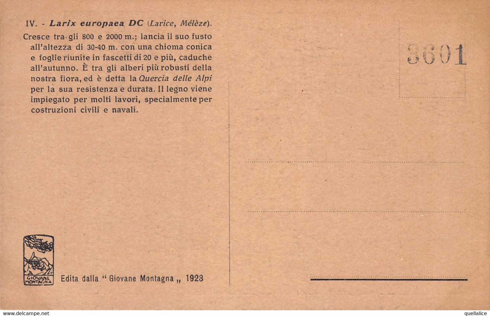 03470 "PIANTA LARIS EUROPEA - N.R. 1923 - 3601 - LARICE MELEZE"  PAESAGGIO. CART NON SPED - Trees