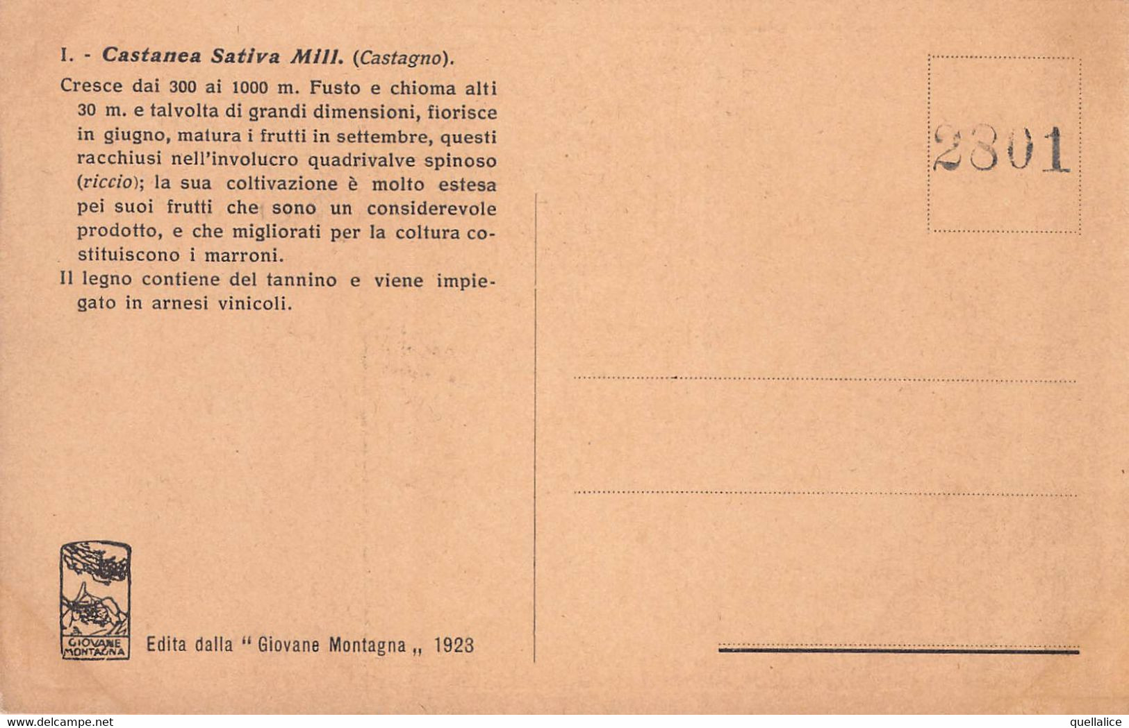 03472 "PIANTA CASTANEA SATIVA- N.R. 1923 - 2801 - CASTAGNO"  PAESAGGIO. CART NON SPED - Arbres