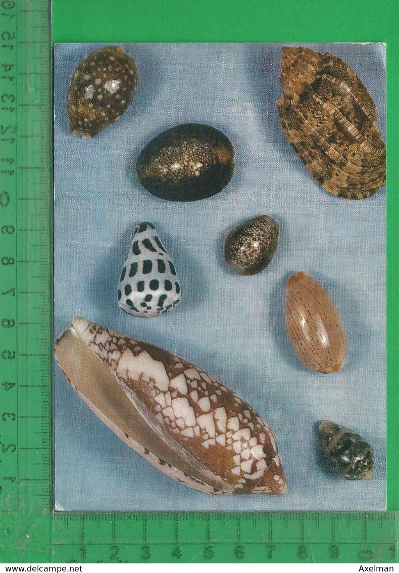 CPM  SEYCHELLES : Cones And Cowries - Seychelles