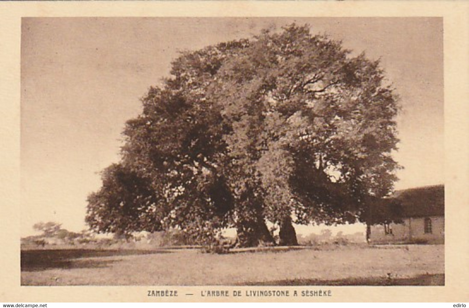 ***   PAYSAGES D'AFRIQUE -ZAMBEZE  L'arbre De Livingstone à Sesheke Neuve TTB - Zambie