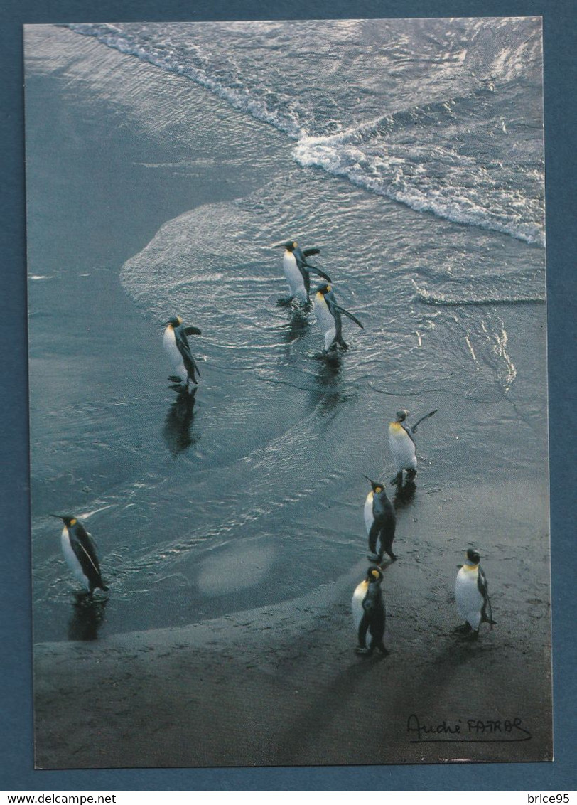 ⭐ TAAF - Carte Postale - Manchot Royaux - Ile De La Possession Crozet ⭐ - TAAF : French Southern And Antarctic Lands
