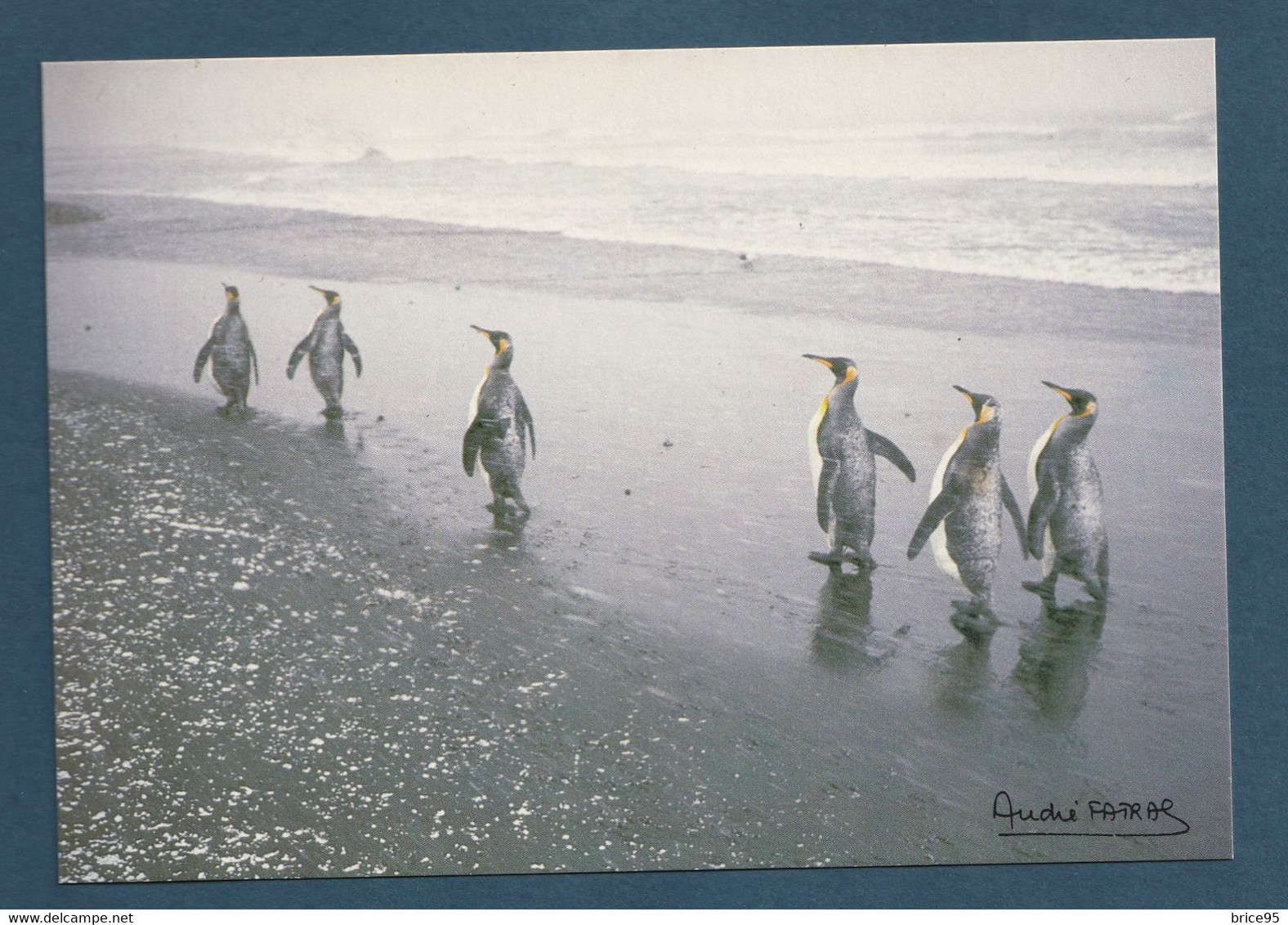 ⭐ TAAF - Carte Postale - Manchot Royaux - Ratmanoff - Kerguelen ⭐ - TAAF : French Southern And Antarctic Lands