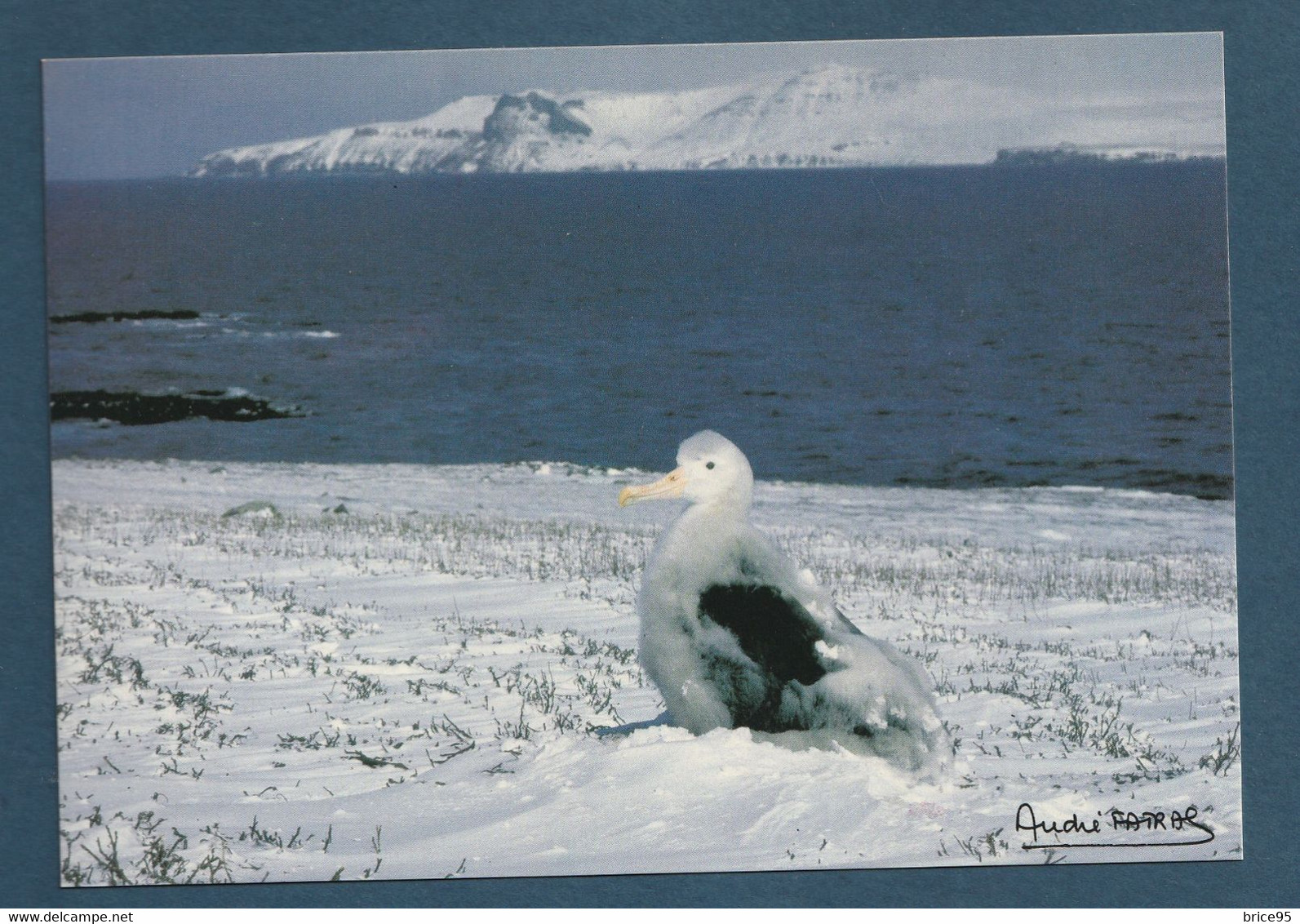 ⭐ TAAF - Carte Postale - Poussin De Grand Albatros - Kerguelen ⭐ - TAAF : Territorios Australes Franceses