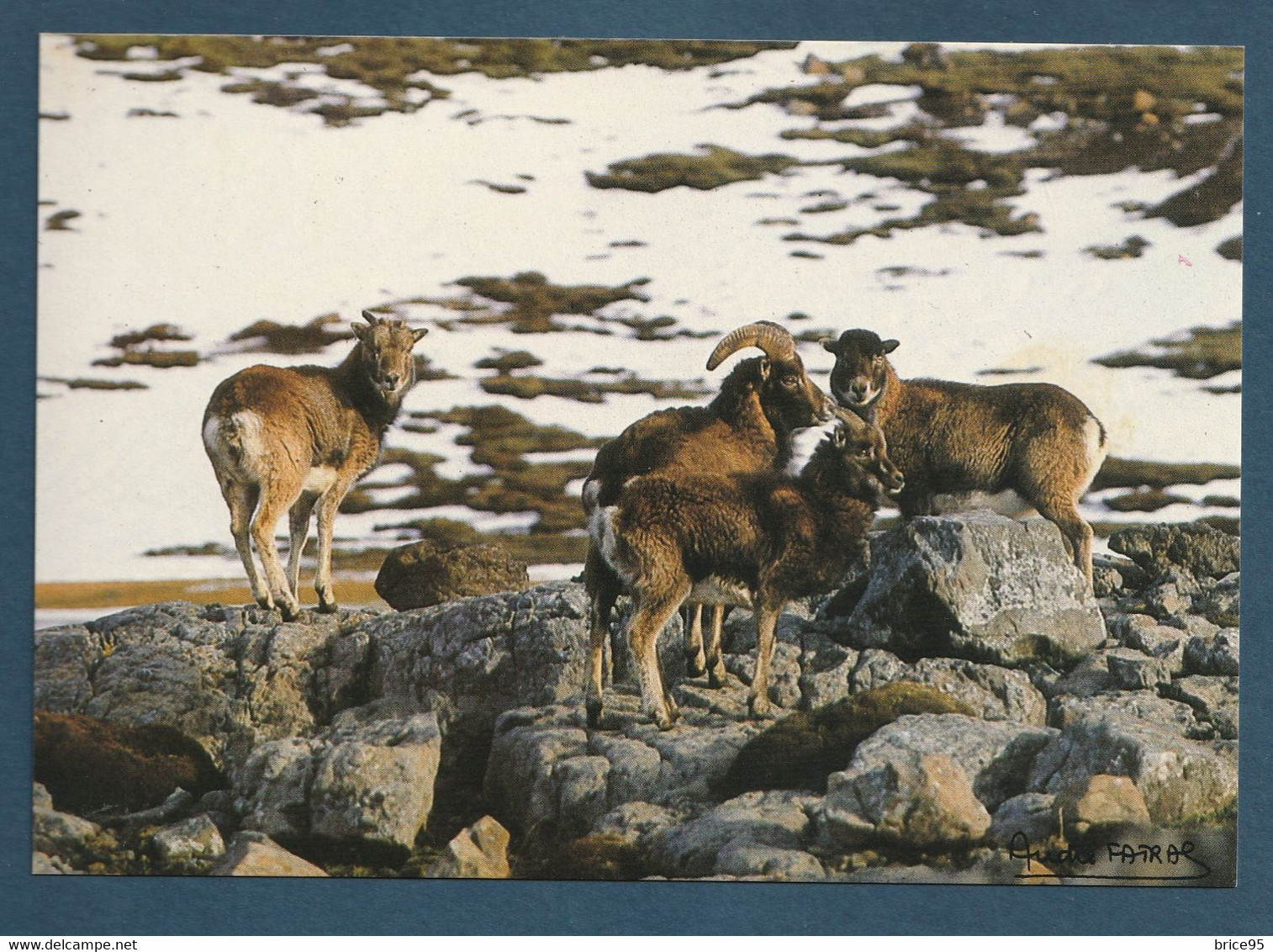 ⭐ TAAF - Carte Postale - Mouflons - Ile Haute - Kerguelen ⭐ - TAAF : French Southern And Antarctic Lands