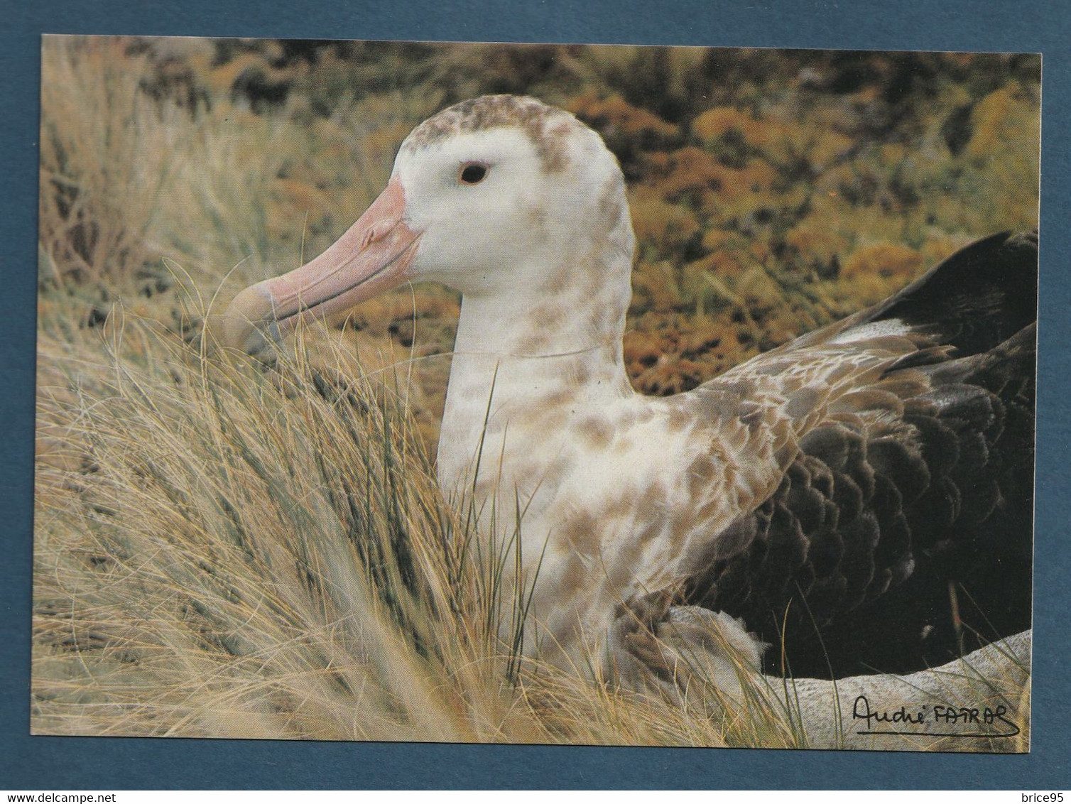 ⭐ TAAF - Carte Postale - Grand Albatros D'Amsterdam - Nouvelle Amsterdam ⭐ - TAAF : Terres Australes Antarctiques Françaises