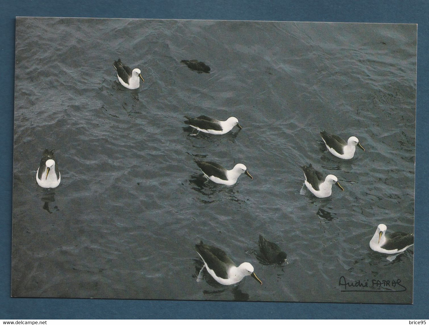 ⭐ TAAF - Carte Postale - Albatros à Bec Jaune ⭐ - TAAF : Terres Australes Antarctiques Françaises