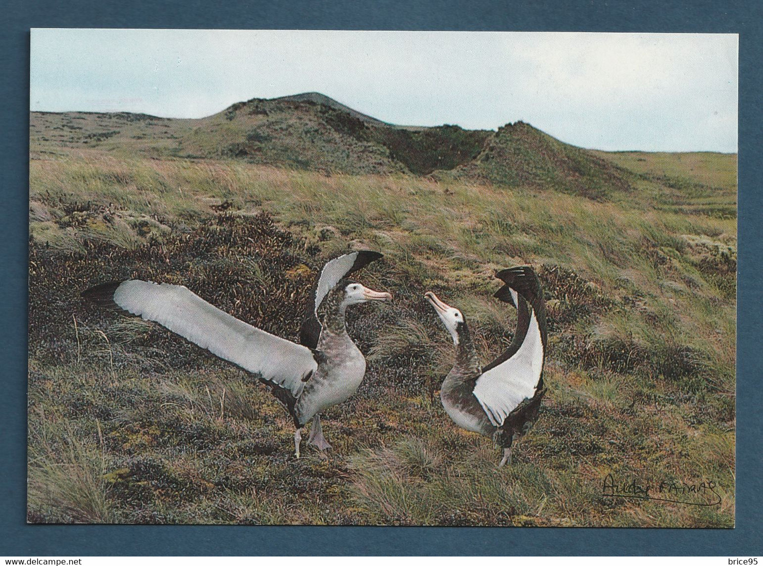 ⭐ TAAF - Carte Postale - Grand Albatros De L'ile Amsterdam ⭐ - TAAF : Franz. Süd- Und Antarktisgebiete