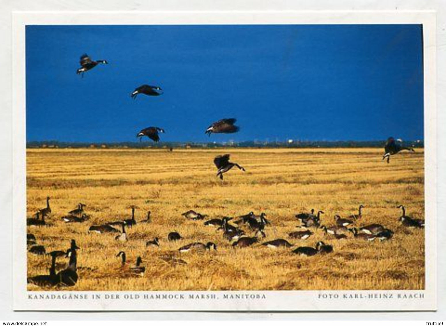 AK 029142 CANADA - Manitoba - Kanadagänse In Der Old Hammock Marsh - Altri & Non Classificati