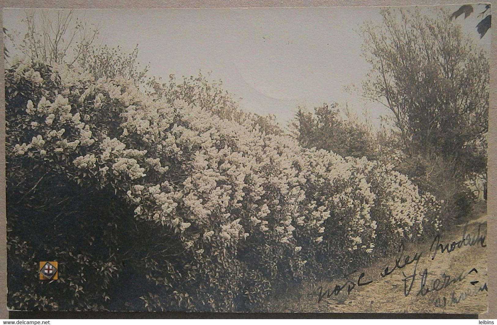 USA Real Photography - Road With A Flower Bush (1912) - American Roadside