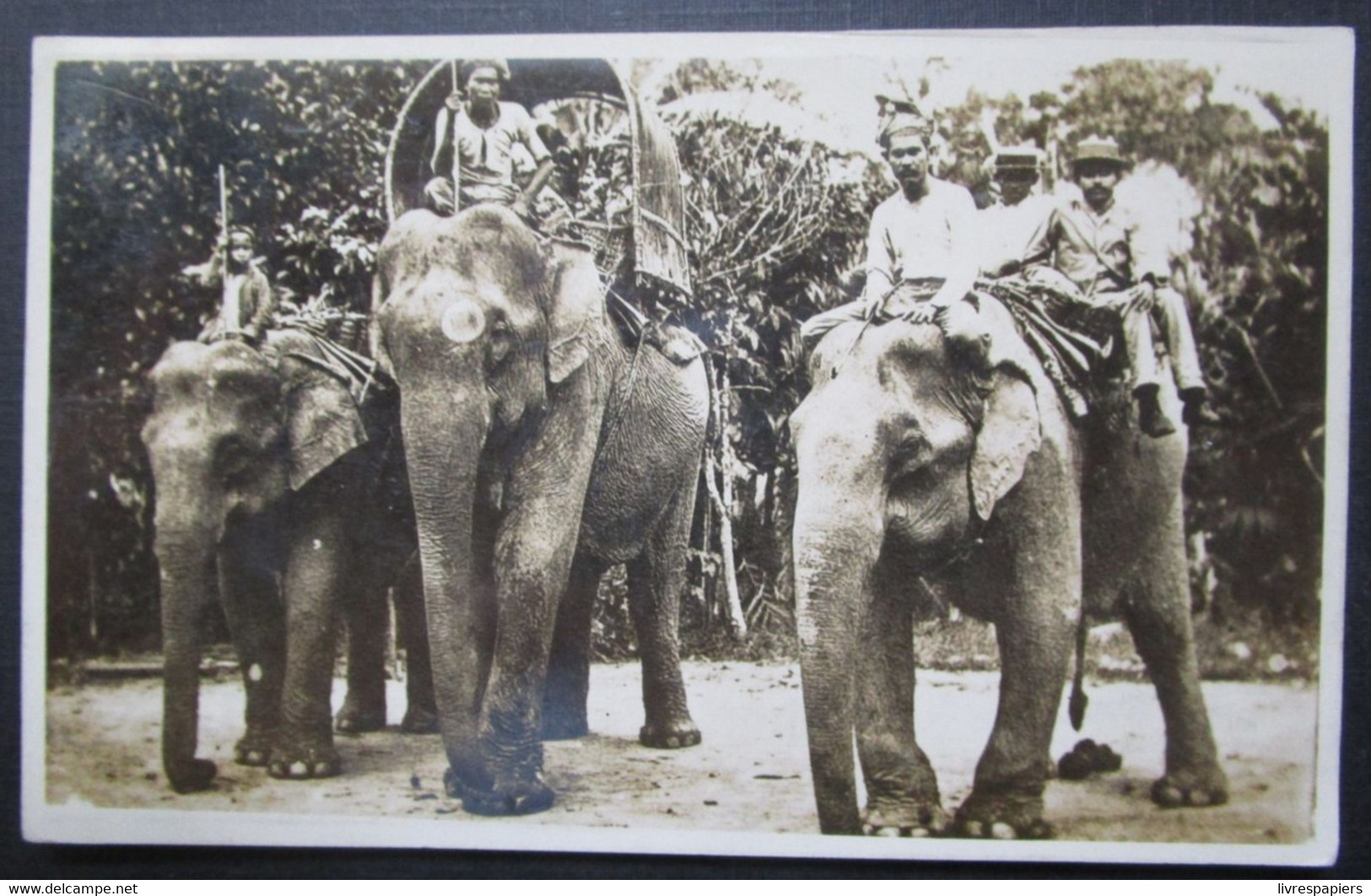 Singapour Elephants  Cartes Photos Cpa Timbrée 1924 Singapore - Singapour