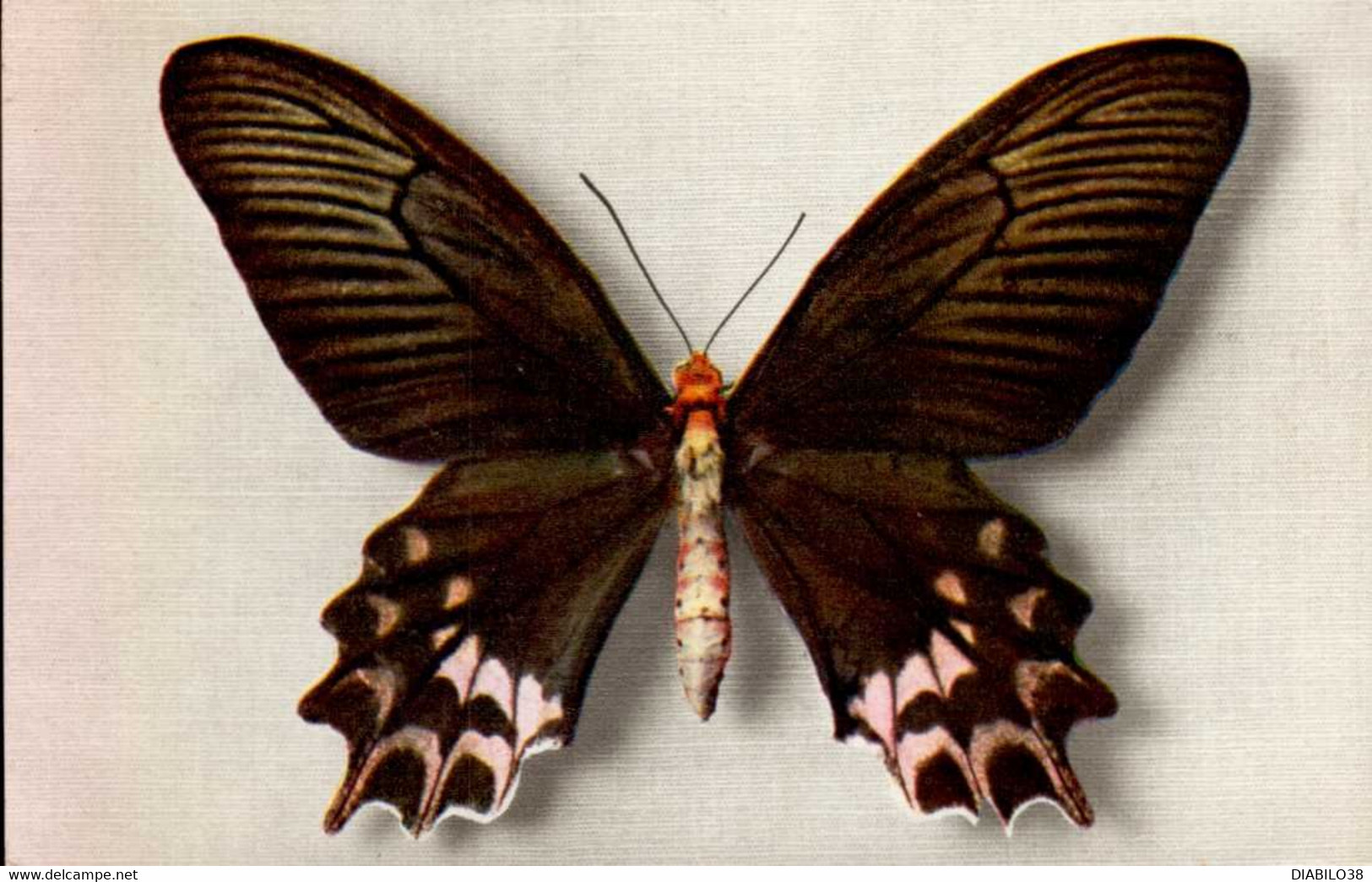 PAPILIO SEMPERI - Papillons
