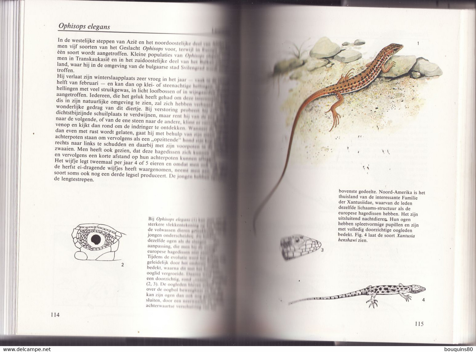 AMFIBIEEN EN REPTIELEN De REBO NATUURGIDS 1992 écrit En Néerlandais Les Amphibiens Et Les Reptiles - Practical