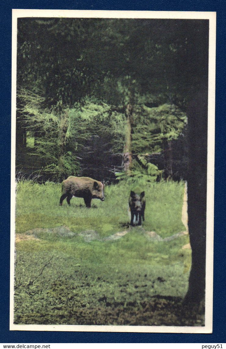 Arlon. Sangliers Dans Nos Forêts Ardennaises - Arlon