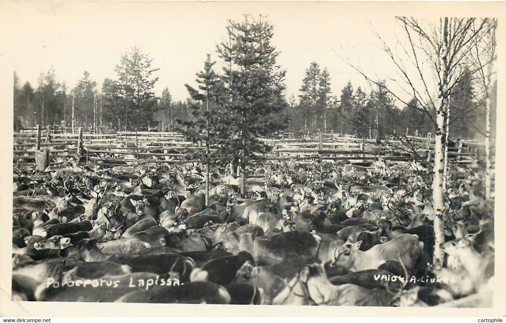 Finland - Lappland Poroerotus Lapissa 1959 - Finnland