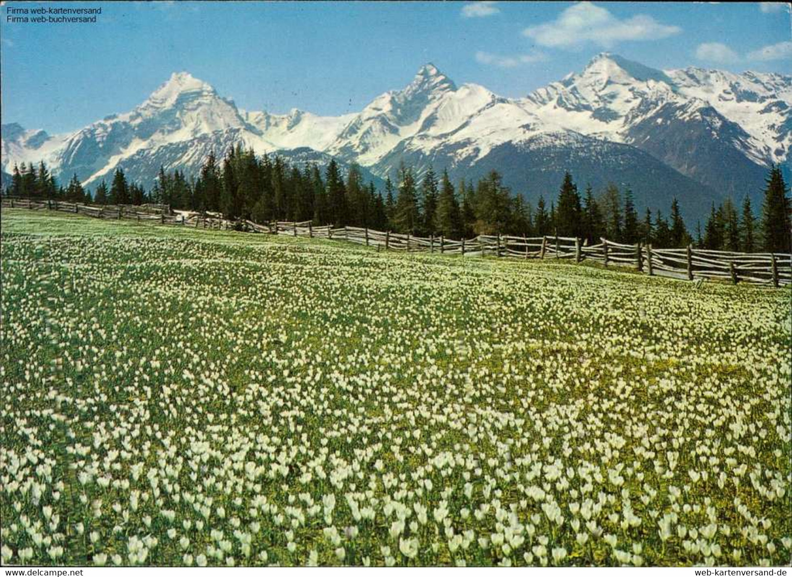 1108586 Crocuswiese Auf Wieseneralp - Wiesen