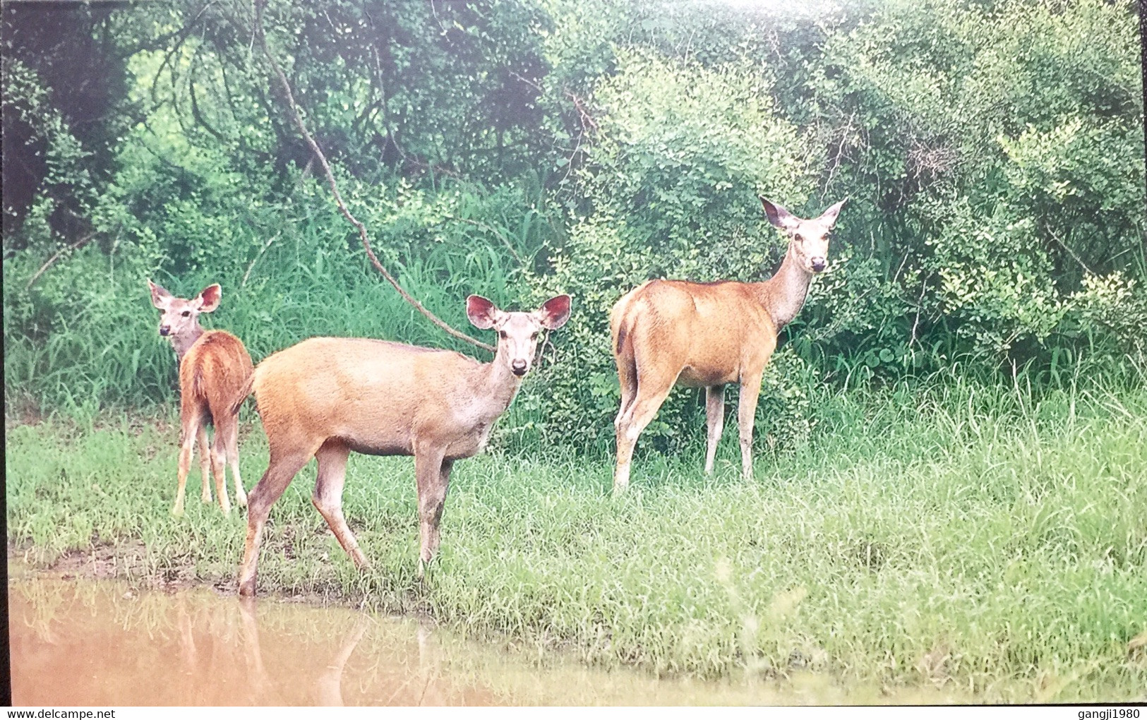 INDIA SPECIAL MINT POSTAL STATIONARY COVER WITH GREETING CARD OF DEERS,ANIMAL - Omslagen