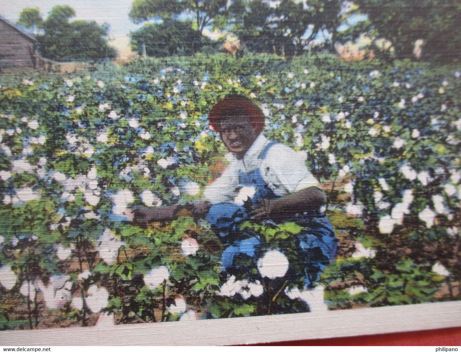 Black Americana  Cotton Picker.       Ref 5434 - Black Americana