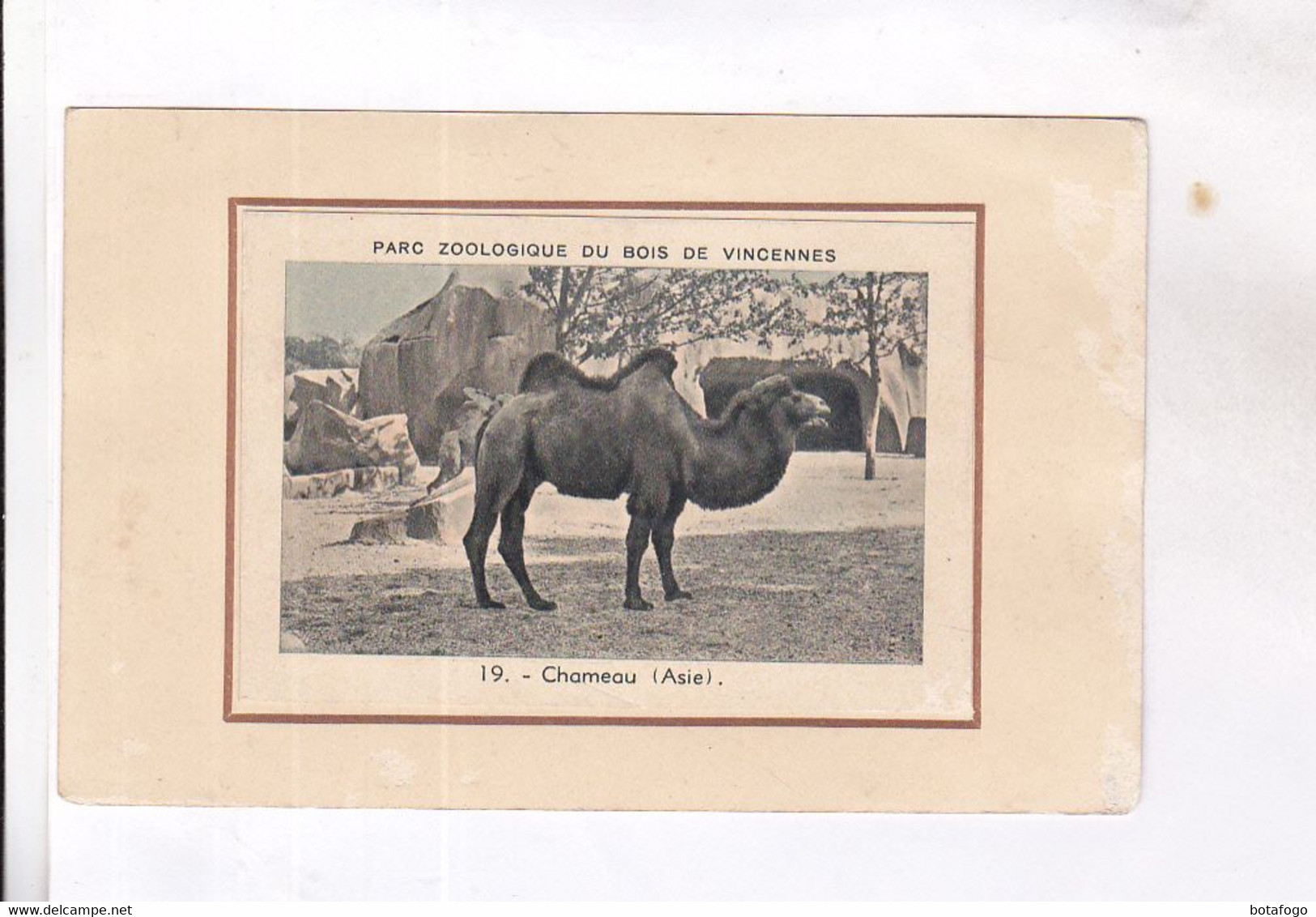 CPA (type Tableau) PARC ZOO DE VINCENNES, CHAMEAU - Hippopotamuses