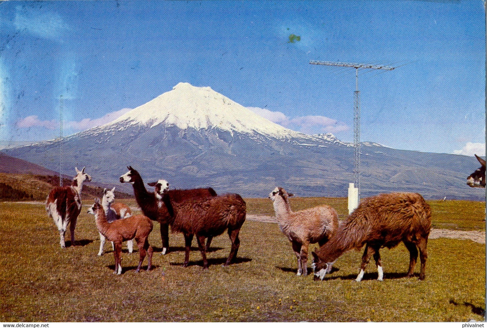 ECUADOR , T.P. CIRCULADA , EL COTOPAXI , LLAMAS , GANADO - Equateur