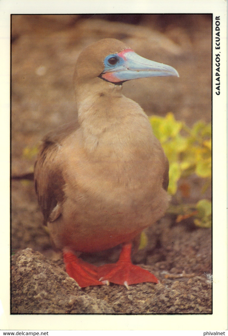 ECUADOR , T.P. CIRCULADA , AVES , BIRDS , PIQUERO PATAS ROJAS - Ecuador