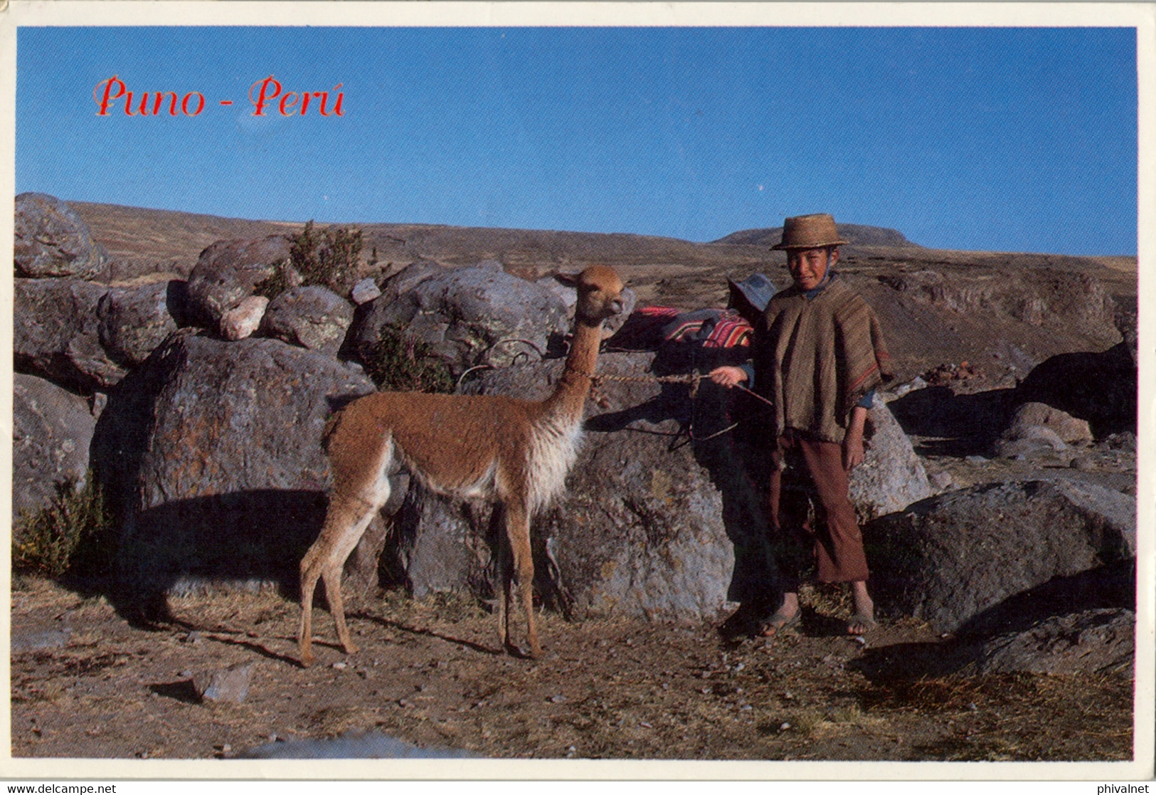 PERÚ , T.P. CIRCULADA , PUNO - NIÑO PASTOR Y VICUÑA EN LOS ANDES - Pérou