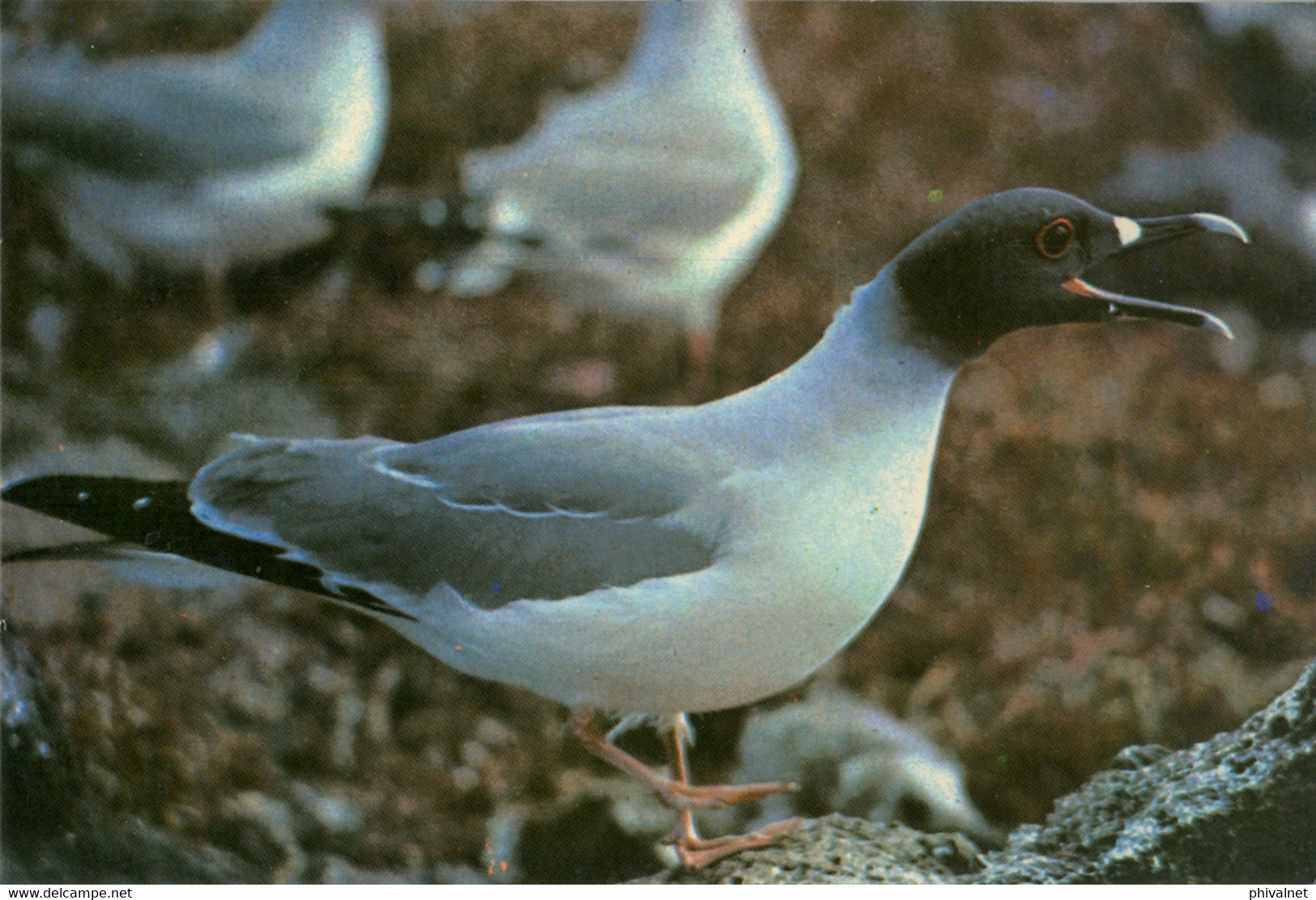 ECUADOR , T.P. CIRCULADA , ISLAS GALÁPAGOS , GAVIOTA , AVES , BIRDS - Ecuador