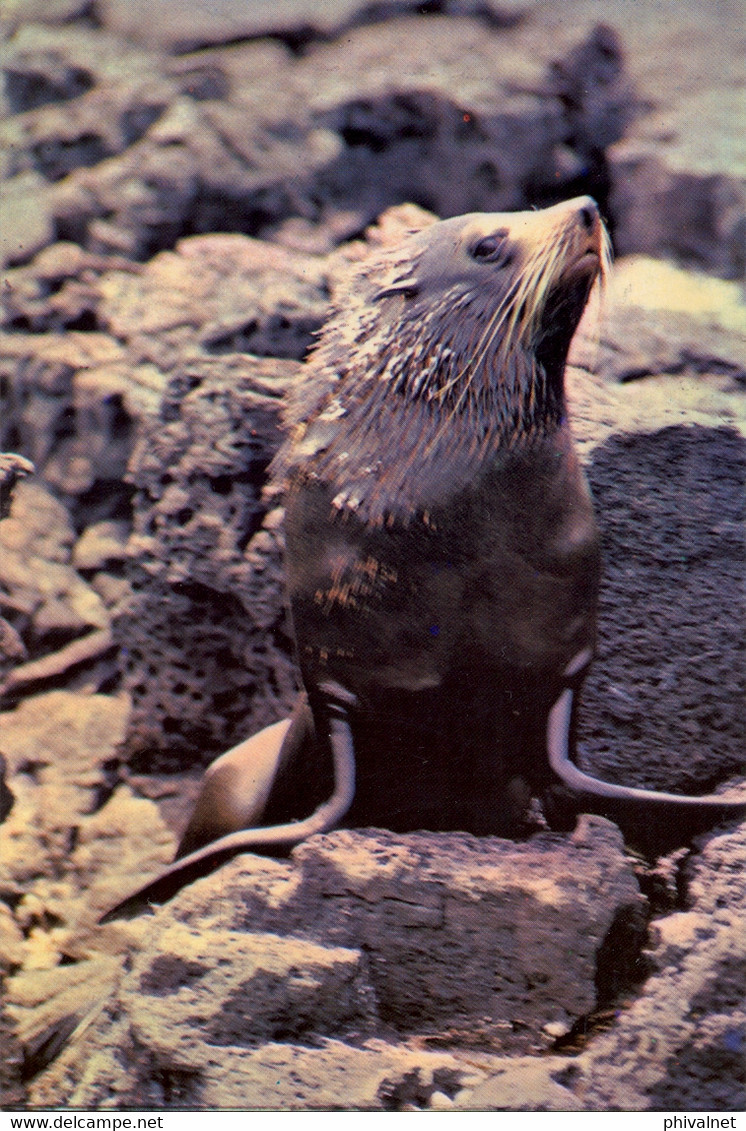 ECUADOR , T.P. CIRCULADA , GALÁPAGOS , FOCA DE DOS PELOS , FAUNA - Ecuador