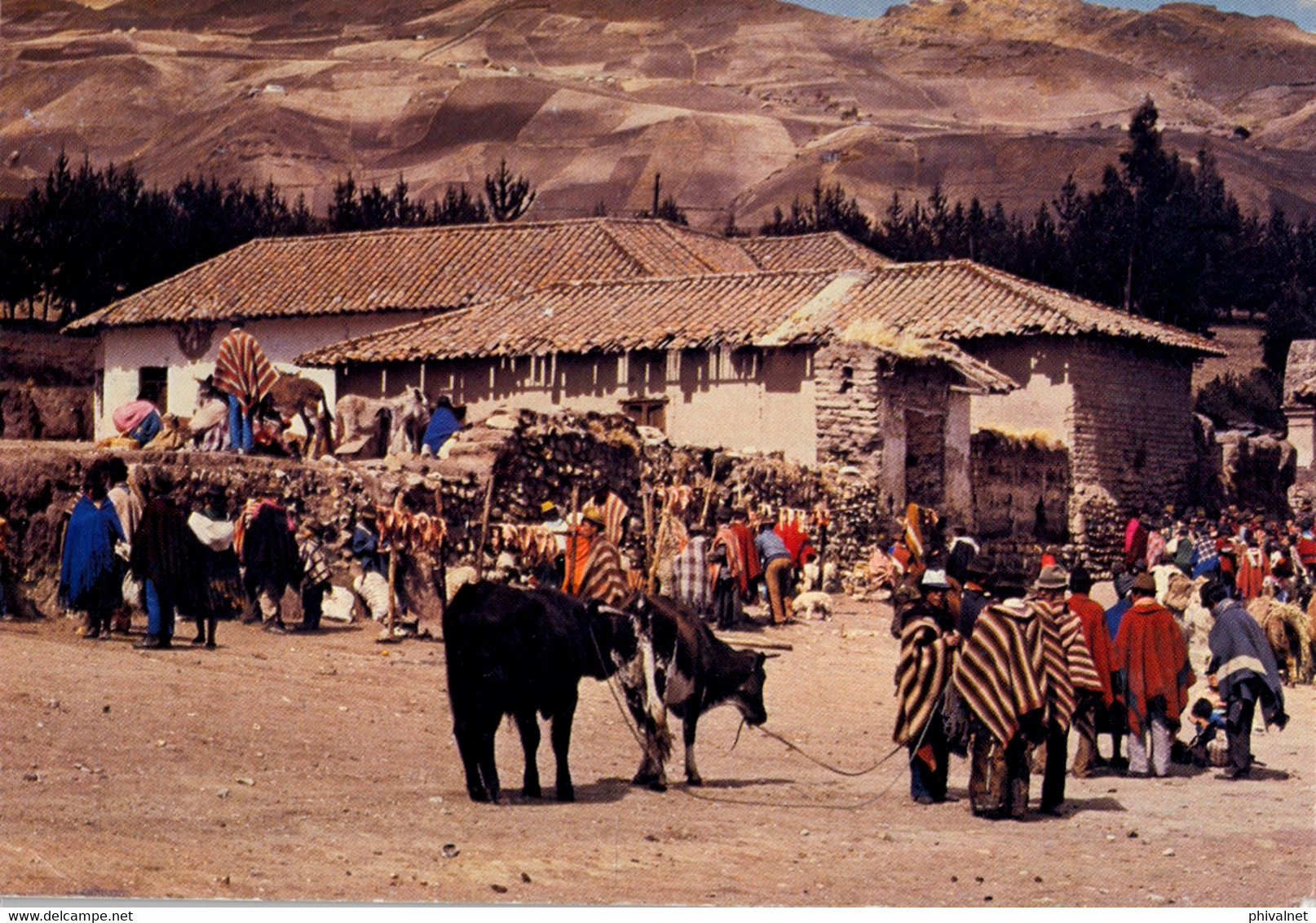 ECUADOR , T.P. CIRCULADA ,  MERCADO DE ANIMALES Y CARNE , MARKET , COTOPAXI - Ecuador