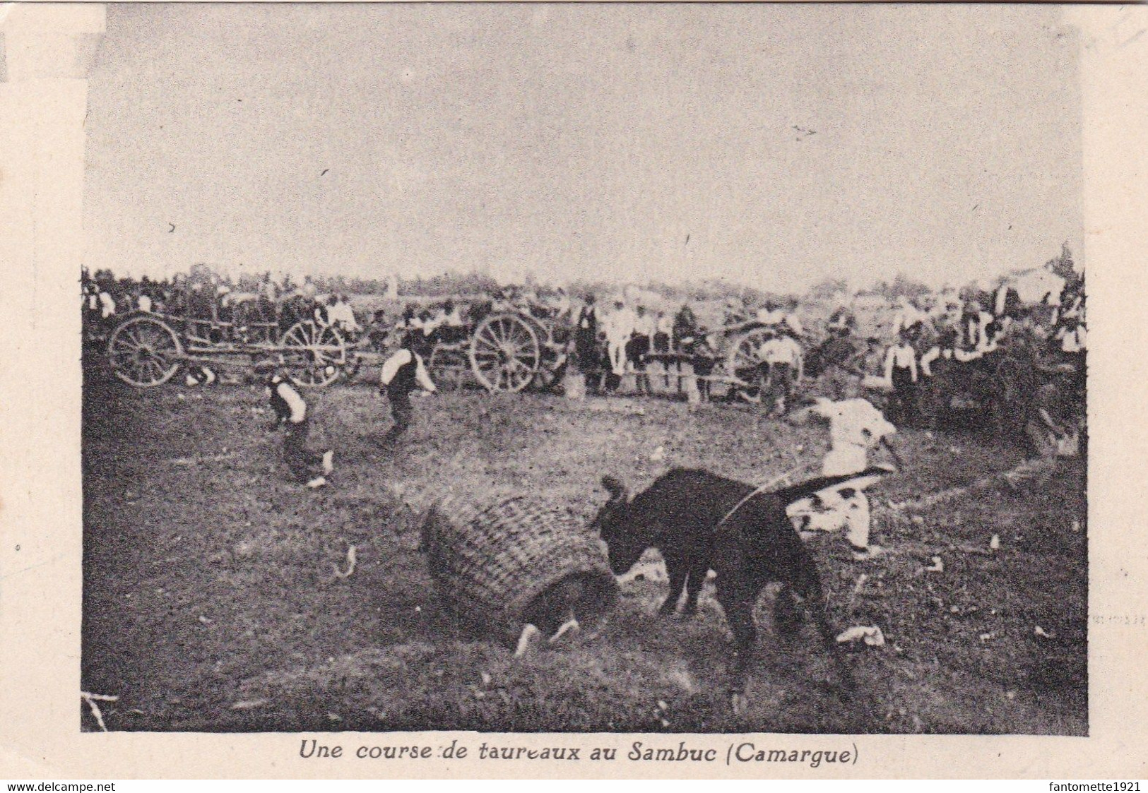 UNE COURSE DE TAUREAUX AU SAMBUC/CAMARGUE (dil115) - Taureaux