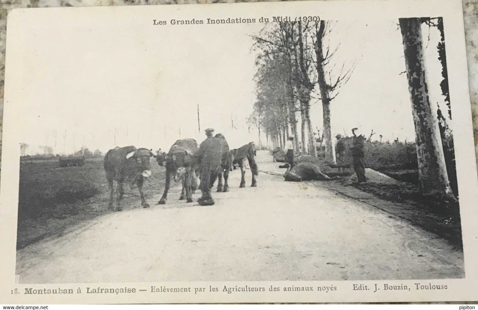 Montauban à Lafrançaise Enlèvement Par Les Agriculteurs Des Animaux Noyés - Lafrancaise