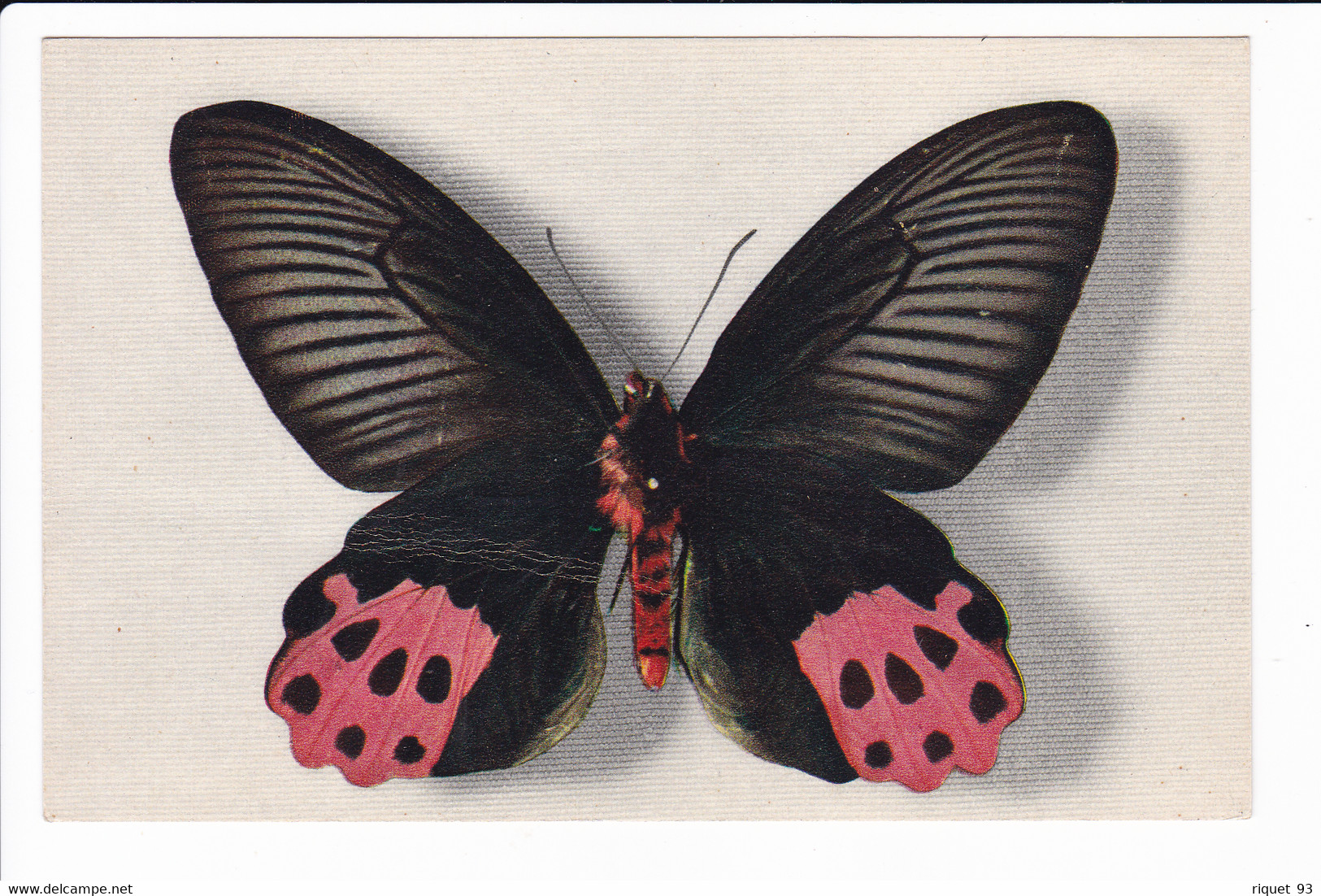 Lot 4 Cp De Papillon Rares éditées Par "le Comité National De L'enfance" - N°1.2.3.4. (collection Boubée) - Insecten