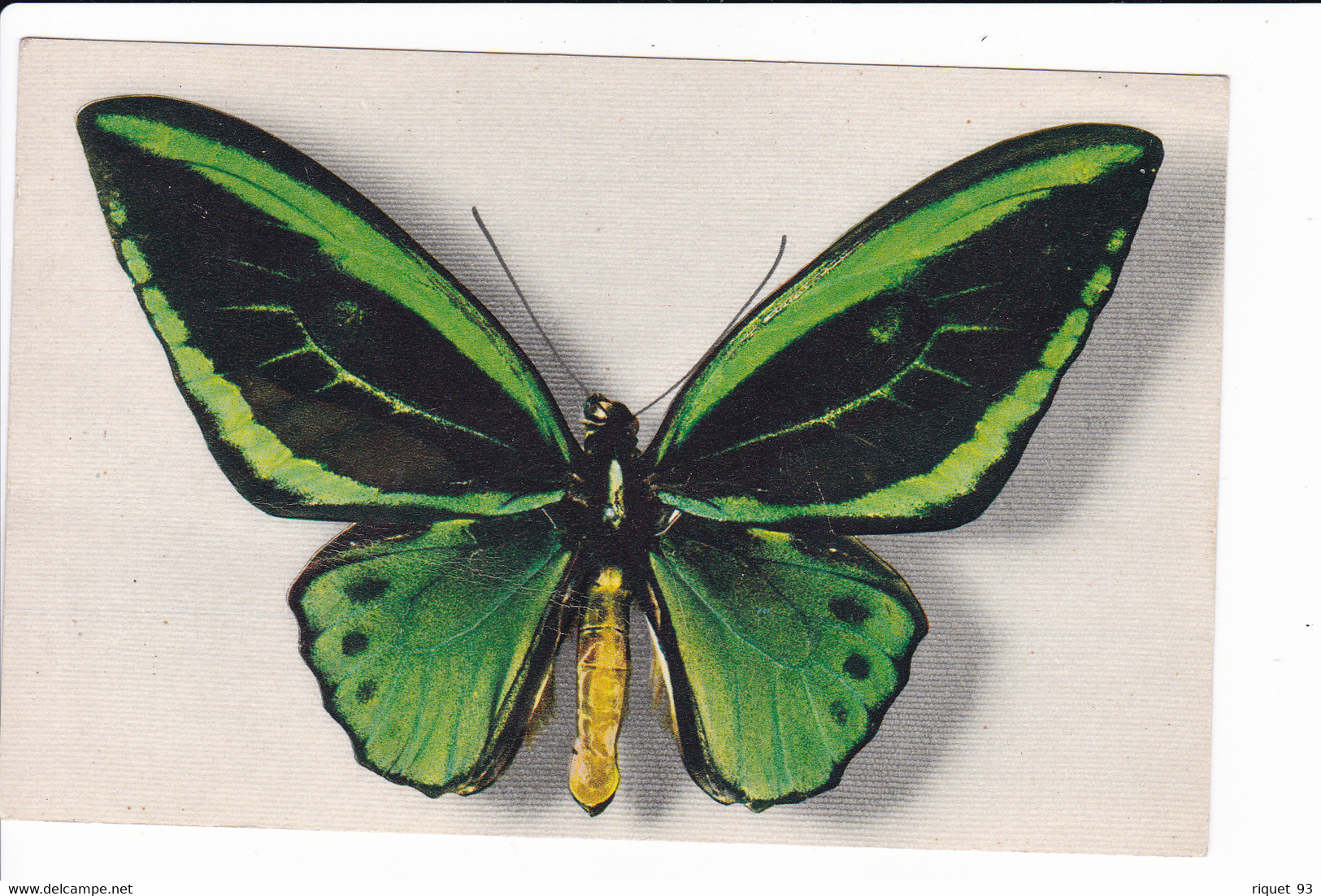 Lot 4 Cp De Papillon Rares éditées Par "le Comité National De L'enfance" - N°1.2.3.4. (collection Boubée) - Insekten