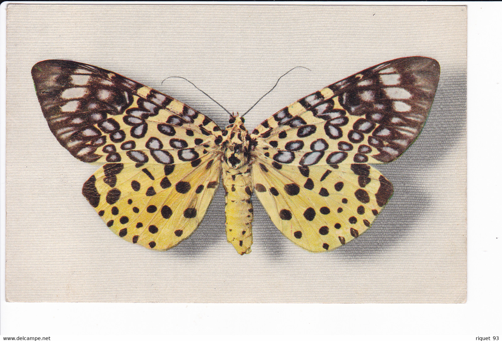 Lot 4 Cp De Papillon Rares éditées Par "le Comité National De L'enfance" - N°1.2.3.4. (collection Boubée) - Insekten