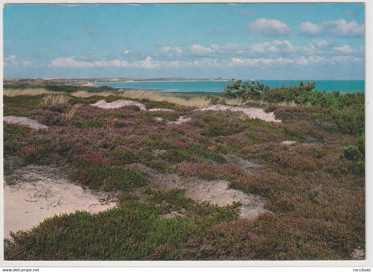 Sylt, Blühende Heide - Sylt