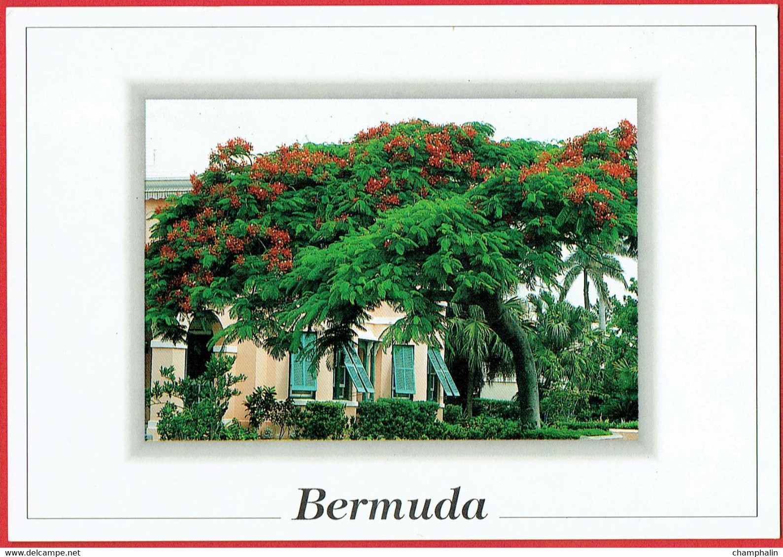 Bermuda - Poinciana Tree - Bermuda