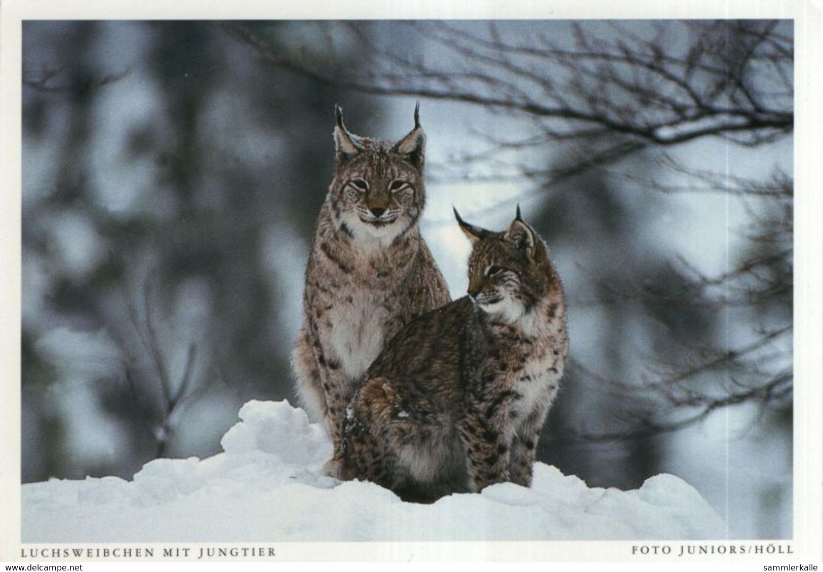 Luchs-Weibchen Mit Jungtier - Postcard - Altri & Non Classificati