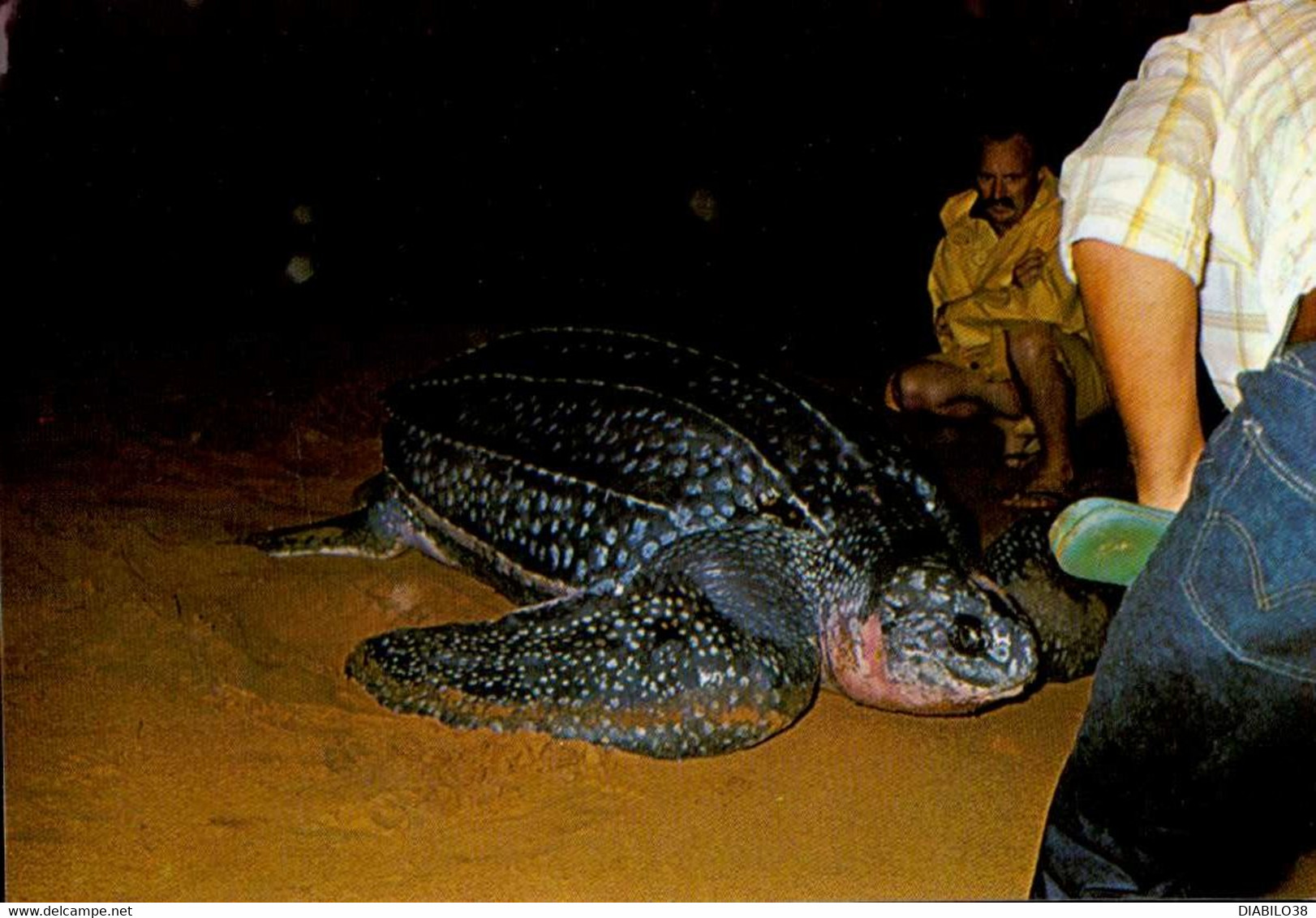 FAUNE DES GUYANES . TORTUE DE MER VENANT PONDRE SUR LA PLAGE . . - Schildpadden