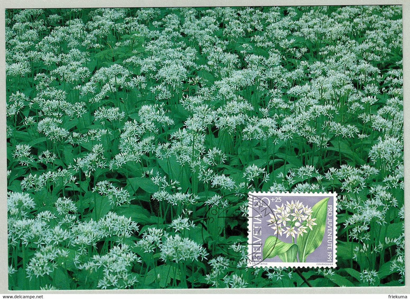 Schweiz / Helvetia 1991, Karte Pro Juventute Bärlauch / Allium Ursinum - Other & Unclassified