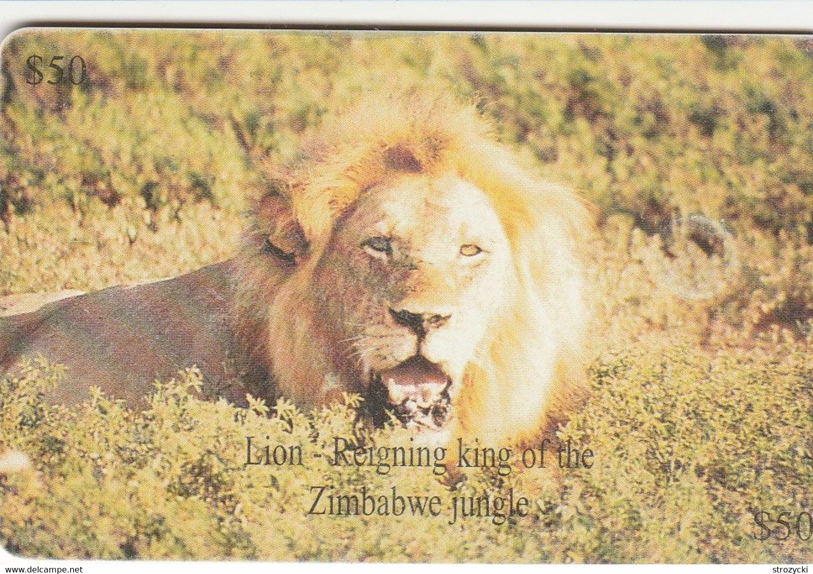 Zimbabwe - Lion - Simbabwe