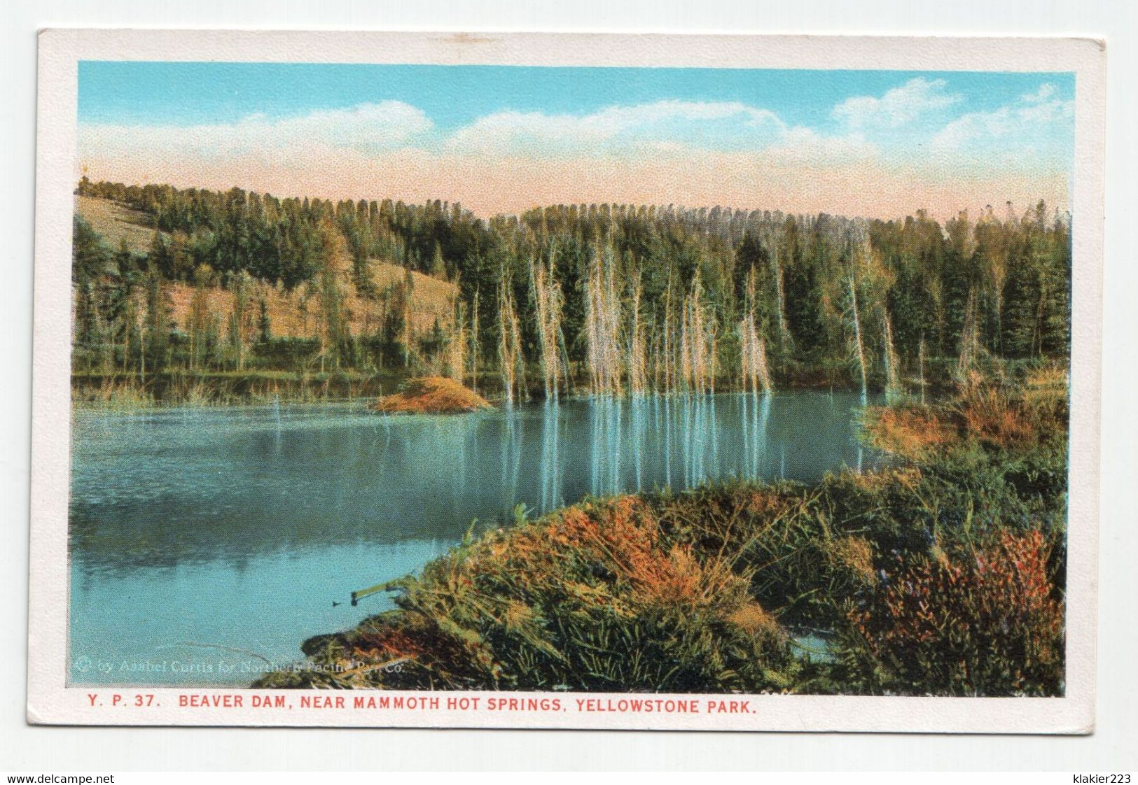 Beaver Dam, Near Mammoth Hot Springs, Yellowstone Park. - Yellowstone