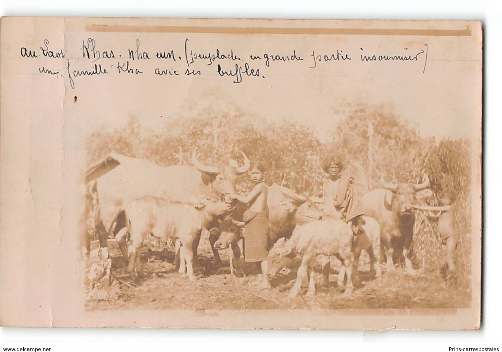 CPA Laos Carte Photo Khas Nha Eum - Peuplades Insoumises Avec Ses Buffles - Laos