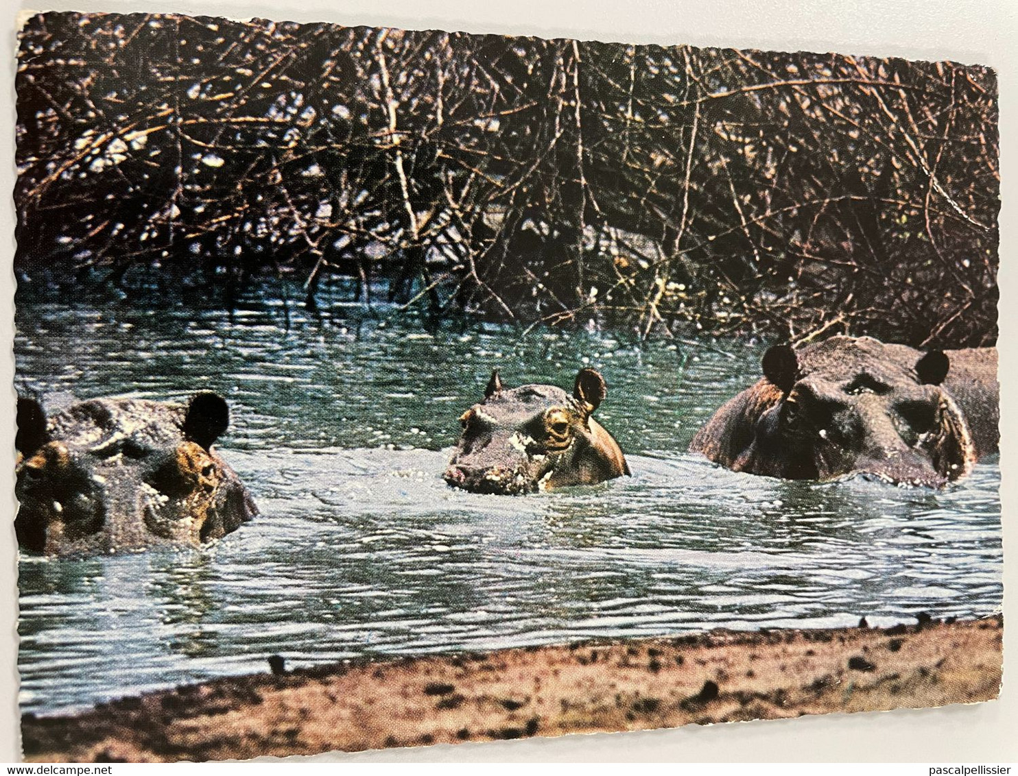 East African Game - HIPPOPOTAMES - KENYA - Ippopotami