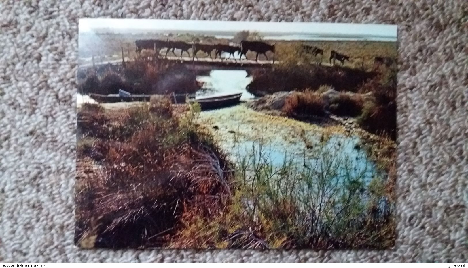 CPSM CAMARGUE PAYS DU CIEL BLEU ET DES MIRAGES MANADE DE TAUREAUX ED DE FRANCE 1979 - Tauri