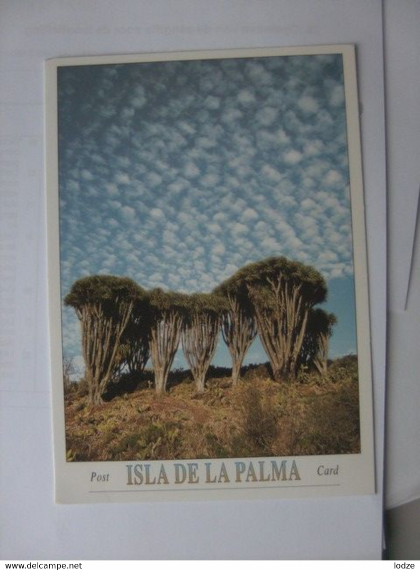 Spanje Espana Spain Isla De La Palma Dragos En Las Tricias - La Palma